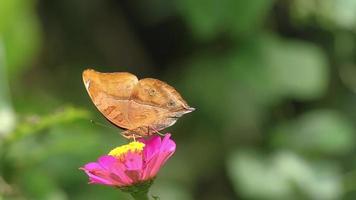 mariposa marrón buscando miel en flor de zinnia rosa, fondo de hojas verdes borrosas video