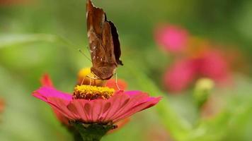 Papillon marron et blanc à la recherche de nectar dans une fleur de zinnia en fleurs roses video