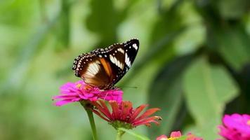 una farfalla in una combinazione di marrone, nero e bianco cerca il miele su un fiore di zinnia video