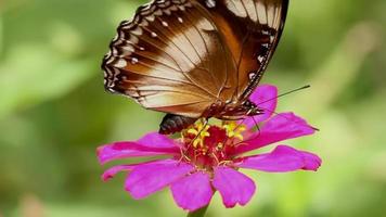 mariposa colorida combinación de lengua de mariposa negra, marrón y blanca sobresale en busca de miel en flor de zinnia rosa, pistilo de flor amarilla, primer plano de la cara de mariposa