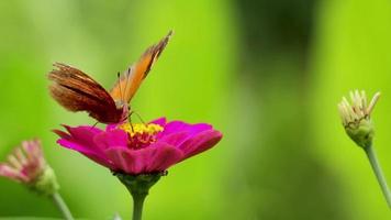 een vlinder in een combinatie van geel en bruin op zoek naar honing op een zinnia-bloem video