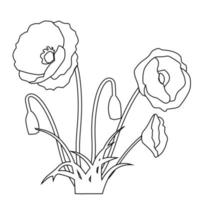 Picture of flowering poppies and herbs. Illustration of thin lines in minimalism vector