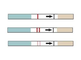 A pregnancy test wand with indicators. Unused, positive and negative. vector