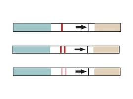 una varita de prueba de embarazo con indicadores. sin usar, positivo y negativo. vector