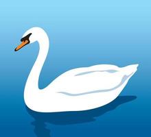 White swan on the water vector