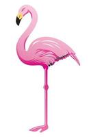 Pink flamingo over white background vector