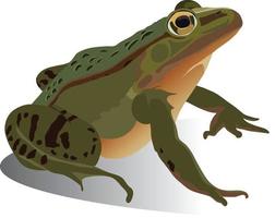 Green Frog Ready to Jump vector