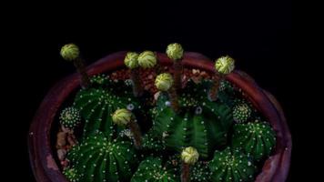 Vergrößern Sie die Blütezeit vieler Kakteen. Echinopsis subdenudata Kaktus mit weißer Blume. video