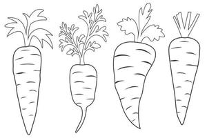 Set of carrots line art with leaves vector