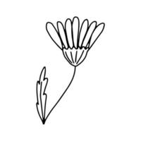 Daisy flower, doodles vector