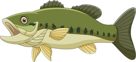 Cartoon bass fish isolated on white background
