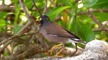 myna común acridotheres tristis video