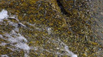 Rockskipper-Fisch auf dem Felsen am Strand video