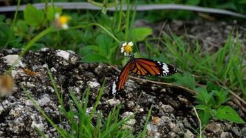mariposa monarca en flor