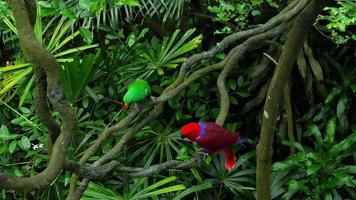 Green and red couple Eclectus parrots video