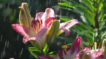 flor de lirio rosa bajo la lluvia