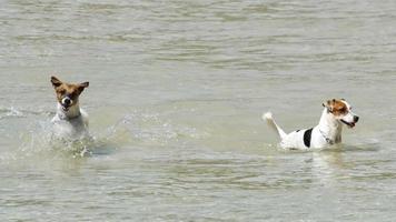 Jack Russell Terrier dogs on the beach video