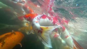 peces koi bajo el agua en el estanque comiendo. video