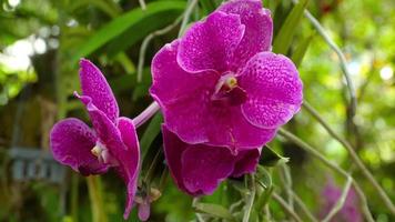 Blooming twig of purple orchid