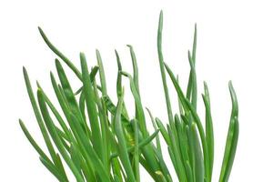 green onion vegetable photo