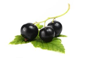 currants black berry photo