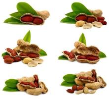 peanut nut organic food photo