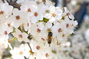 flor blanca foto