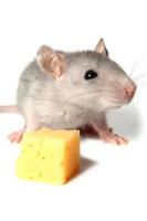 ratón y queso foto