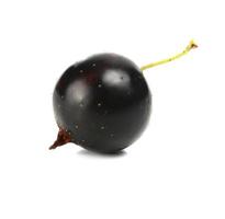 currants black barry photo