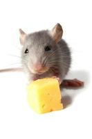 ratón y queso foto