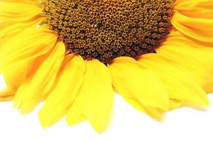 sunflower plant petal photo