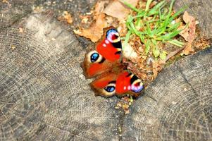 elegance small butterfly photo