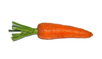 ripe raw carrot photo