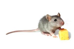 mouse and cheese photo