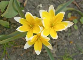 yellow tulips nature photo