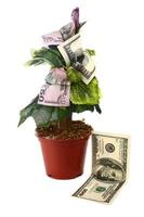 money tree and dollars photo