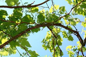 leaves of vine on the blue background of sky photo