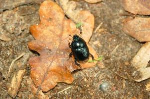escarabajo naturaleza plaga foto
