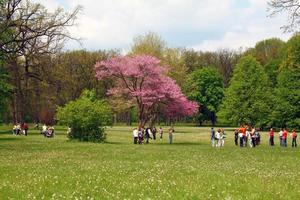 tree blossom and people photo