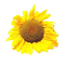 sunflower petal nature photo