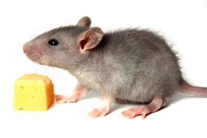 mouse and cheese photo