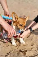 el perro bebe agua con avidez, el dueño vierte líquido de la botella en la palma de la mano. cuidando animales foto