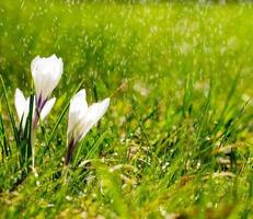 Crocus flowers on meadow in the sunshine in the rain photo