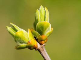 the first blossoming branch photo