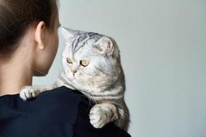 Cute tabby cat in arms of unrecognizable woman, friendship between humans and Pets. Copy space