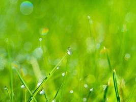 meadow grass with dew drops in sunshine, blurred background.