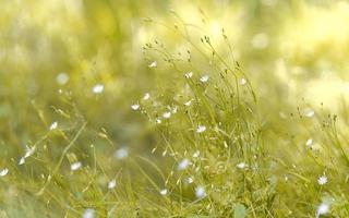 Field with herbs and flowers on warm Sunny autumn evening photo