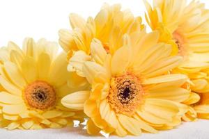 flor de gerbera amarilla foto