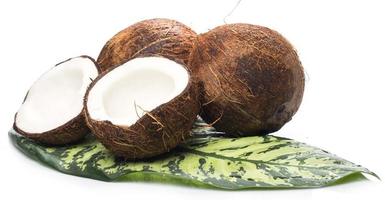 Coconuts on white background photo