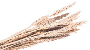 Ears of wheat or rye photo